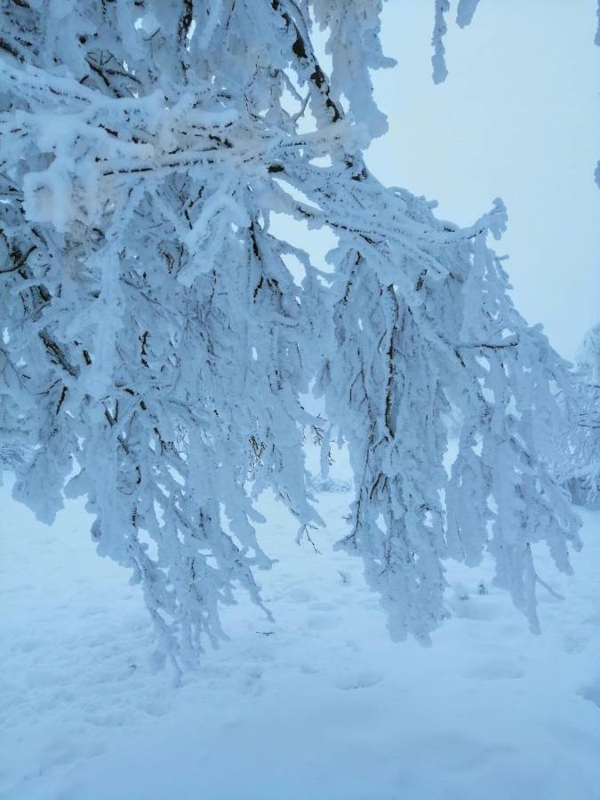 Colt De Rai - Camera De Inchiriat Решіца Екстер'єр фото