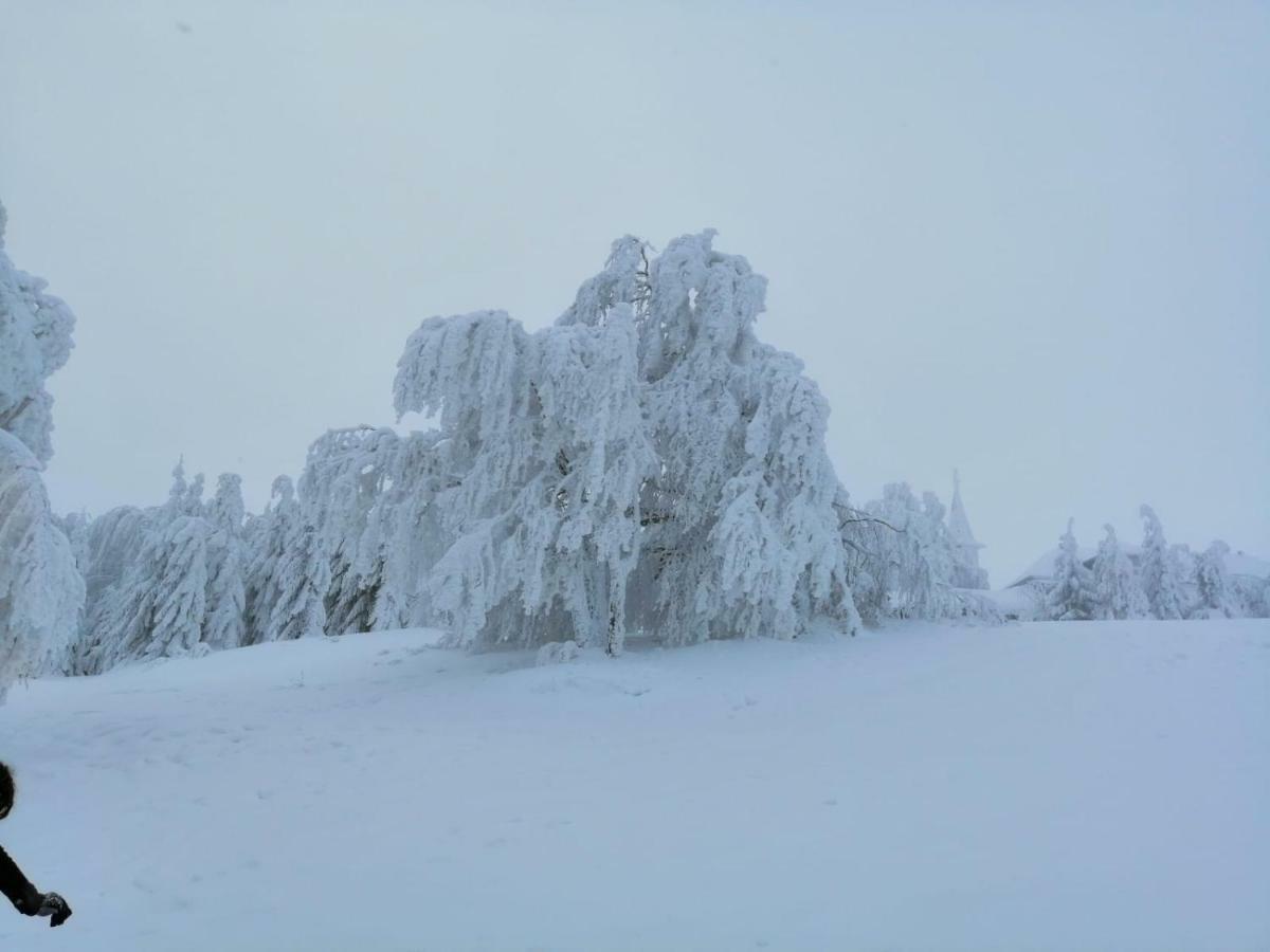 Colt De Rai - Camera De Inchiriat Решіца Екстер'єр фото